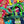 pool bag green stripes
